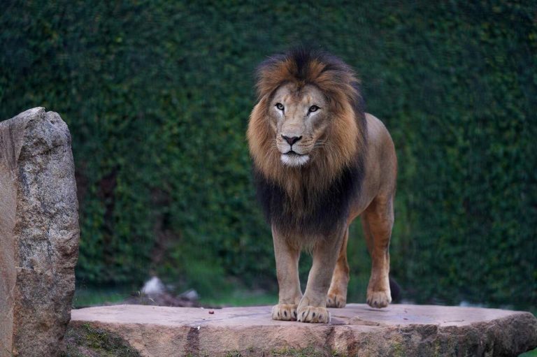 Leão Khalifa do Zoológico de Guarulhos