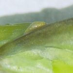 aspargos