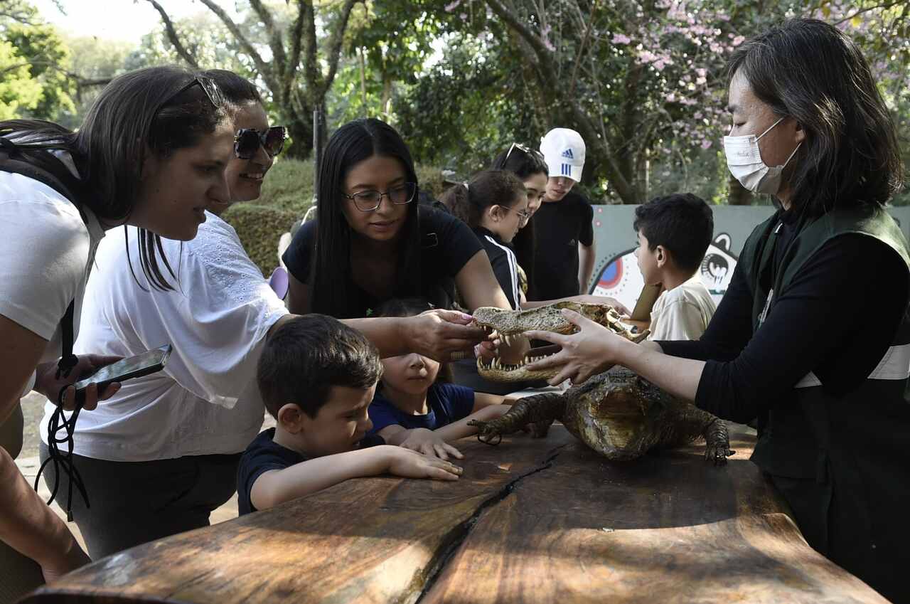 Atividades de férias sobre jacarés no Zoológico de Guarulhos
