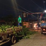 chuva derruba árvores em Guarulhos