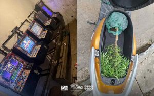 máquinas caça-níqueis e planta de maconha